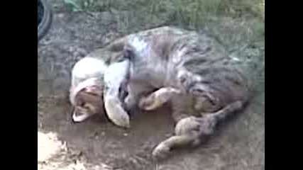 Луда Котка :д