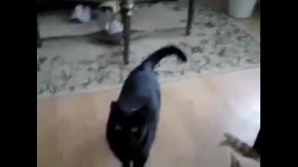 Котка Хваща Храната Си От Въздуха 