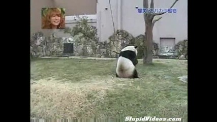Панда пада от дърво 