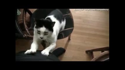 Ненормална котка с четири очи