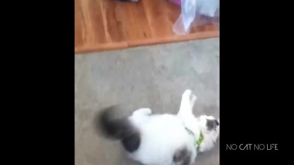 Много смешна компилация с котки! Гарантиран смях!