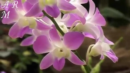 Wonderful Chill Out Relax Music Karunesh _ Govi Stargazing