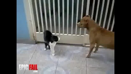 Котката боец - Срамота за кучешкият свят!