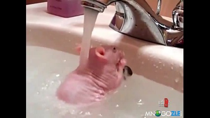 Розово нещо се къпе