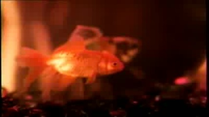 Common - The Light