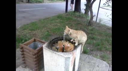 котка пие вода