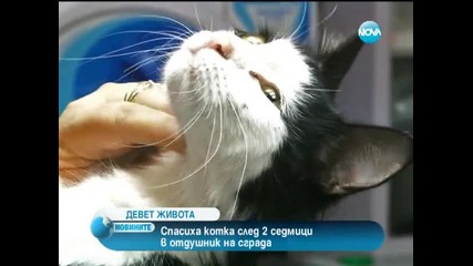 Спасиха бедстващо коте
