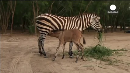 Малка зебра-магаре Мексико