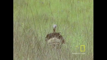 Turkeys Gone Wild 