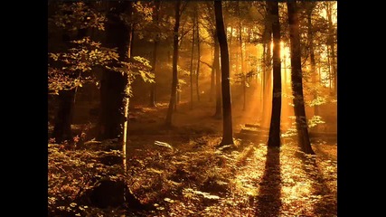 christos fourkis - forest wish 