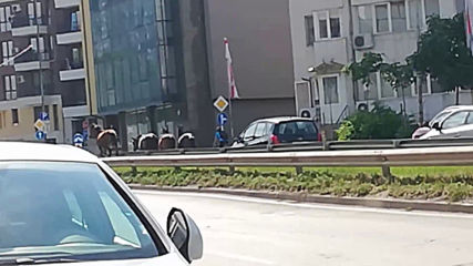 "Моята новина": Свободно тичащи коне по бул. „Андрей Ляпчев”