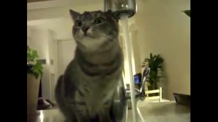Коте се къпе на мивка