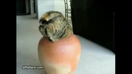 Котка във ваза 