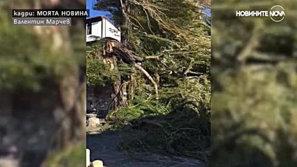 Вятър събори 100-годишна върба в Несебър