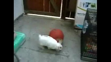 Зайчетата Обичат Баскетбола !