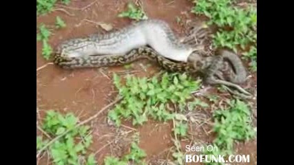 Невероятно!!!змия изяжда цяло кенгуру 