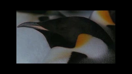 March Of The Penguins - Touche