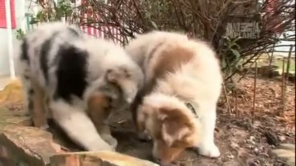 Кучета 101 - Австралииски Шепърд (australian Shepherd)