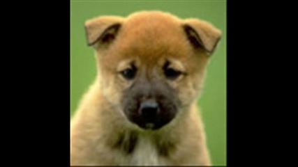 Dogs