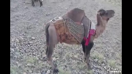 Войник срещу камила смях ..