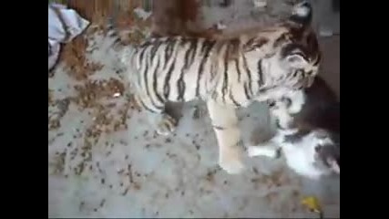 Tiger cub playing w a house cat! (they really are friends) . 