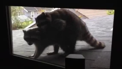 Window Surprise