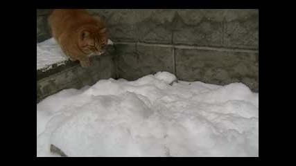 Котка си играе в снега