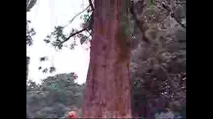Поваляне На Огромно Дърво