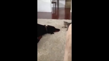 Котка кунг фу боец срещу нейният враг-кучето!