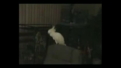 Танцуващ папагал *много смях* 