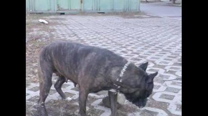 Лудо Куче 2