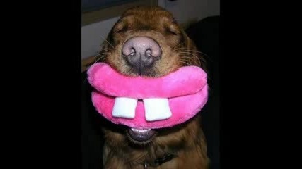 very funny dogs 