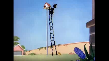 Tom & Jerry (flying Cat)