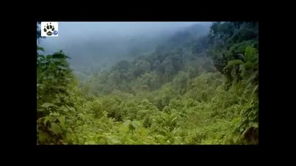 Afrika Serengeti 2. Bolum Izle 2011 Hq