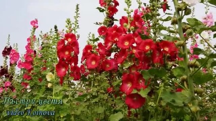 Пъстри цветя нежна мелодия