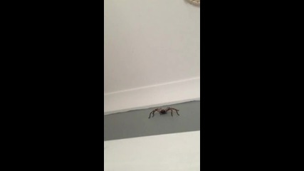 На този паяк му дойде до гуша от тази камера!