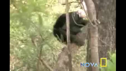 National Geographic - Chimps Use Tools To Hunt Mammals