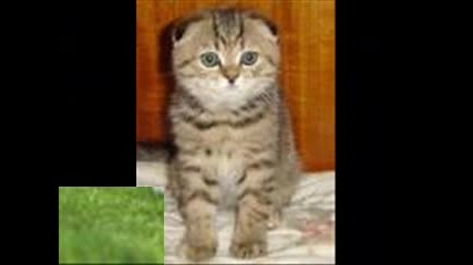 §§ най хубавите котета на света §§