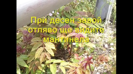 Пещера Стълбата и Пропастта 