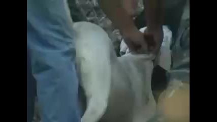 Dogo Argentino