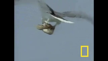 Орел хваща водна змия 