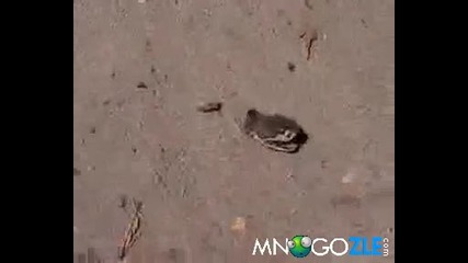 Змия без глава в атака 