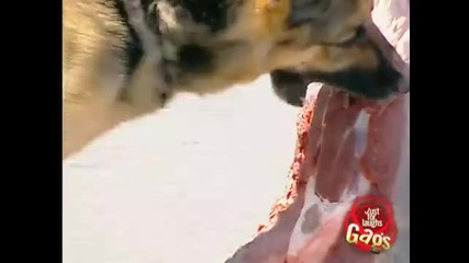 Куче напада месо - Скрита камера