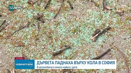 Две дървета паднаха върху кола в София