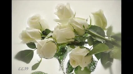 Winni Berg - Eine gelbe Rose -