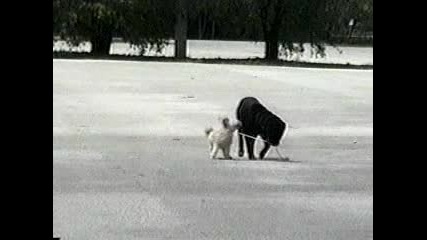 Куче Стопанин На Друго Куче