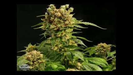 Hip - Hop Fumo Marihuana.