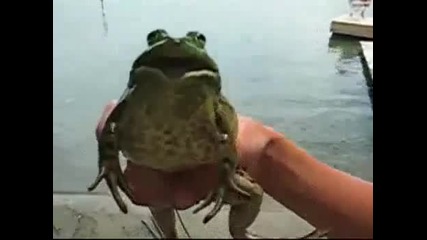 Най-веселата жаба на света