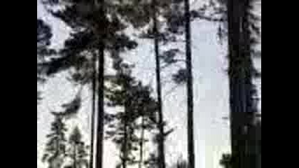 падане на дърво - 2
