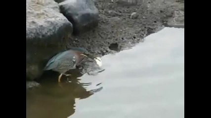 Умната Птичка Знае Как Да Си Хване Риба